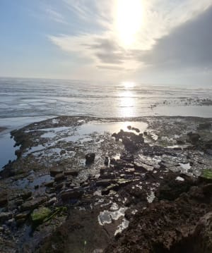 Tussen strand, moeras en bos - Port Bourgenay - 24
