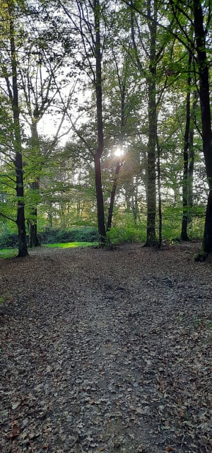 Sentier forestier du Laring - Monein - 9