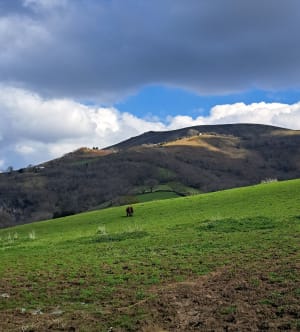 Escapade aux pays des pottoks - Ainhoa - 14