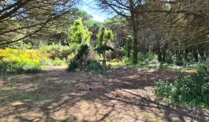 Le bois et la plage du Bois-Plage-en-Ré - Le Bois-Plage-en-Ré - 2
