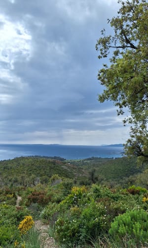 Entre terre et mer, du côté de Bregancon - Bormes-les-Mimosas - 28