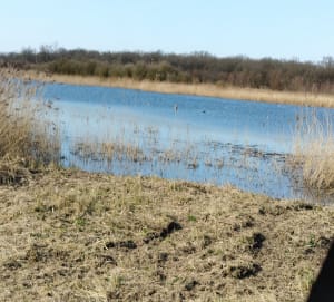 Bois des Cinq Tailles - Marianne - 25