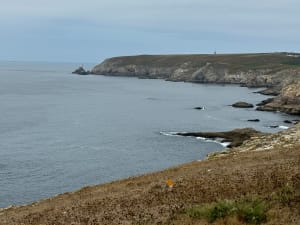 Falaises de Beuzec-Cap-Sizun et envolées sauvages - François - 17