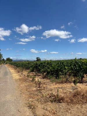 Tour des étangs de la Malhaute et nature préservée - Thézan-lès-Béziers - 9