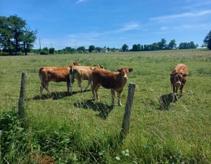 La ronde des étangs à Saint-Nizier-le-Désert - Saint-Nizier-le-Désert - 15