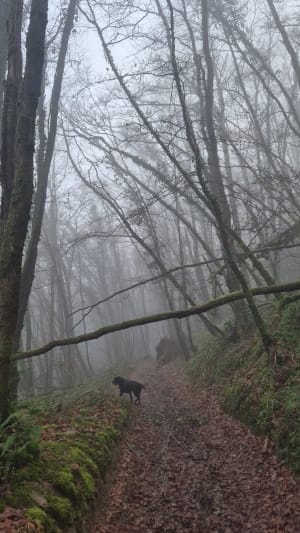 La Pommeraye et contes de fées dans la Suisse normande - La Pommeraye - 11