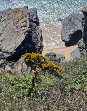Cap de Carteret et dunes perchées - Barneville-Carteret - 14