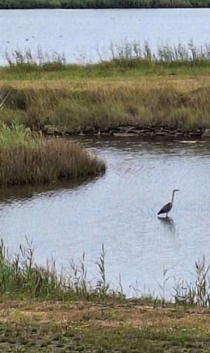 Tour l'île Tudy - Île-Tudy - 18