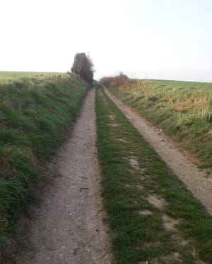 Entre champs et bois au sud-est d'Amiens - Amiens - 5