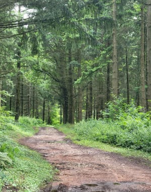 Entre bois et champs à Oytier-Saint-Oblas - Oytier-Saint-Oblas - 13