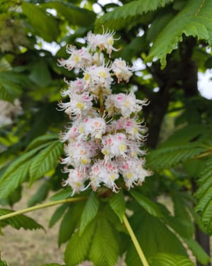 Park na Południu w Chrzanowie - Chrzanów - 8