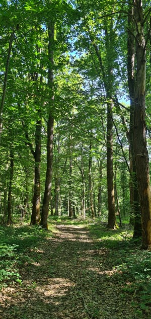 Marche dans la forêt du Pavillon Gros - Villecien - 4