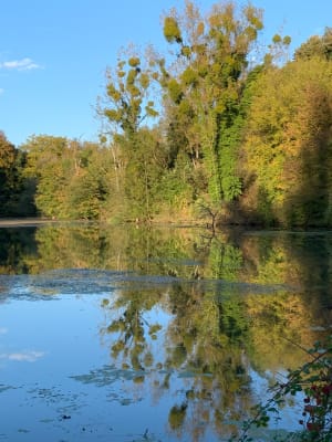 Petite balade en forêt le long d'un ruisseau autour de Glaserswoerth - Robertsau - 11