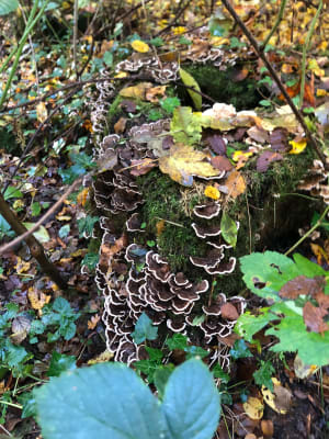 Balade en forêt de Phalempin - Phalempin - 10