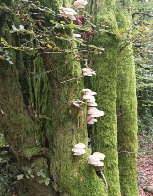 Chemin de Maraude à Bibracte et son site archéologique - Bibracte - 18