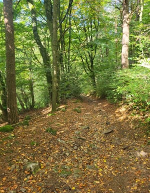 Randonnée entre Loire et haute Loire depuis Saint-Just par le Bois d'Etat - Saint-Just-Malmont - 7