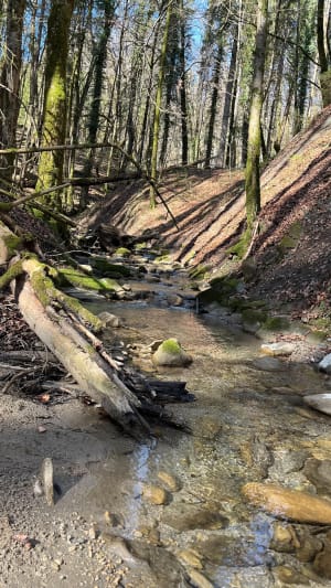 Balade dans les bois à Cuvat et doux chants de la rivière - Cuvat - 10