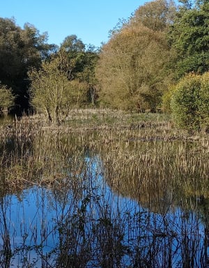 Observation des oiseaux dans les marais - Fretin - 20