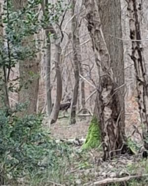 Foret de la Vaupaliere - La Vaupalière - 9