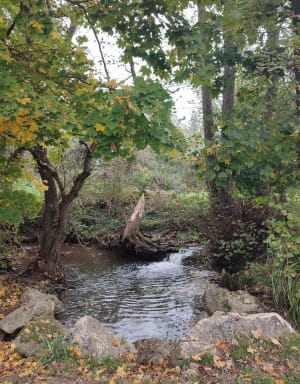 Rentilly, Belle balade dans la vallée de la Brosse - Bussy-Saint-Martin - 14
