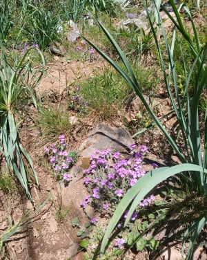 Le pic du Pibeste à Agos-Vidalos - Agos-Vidalos - 9