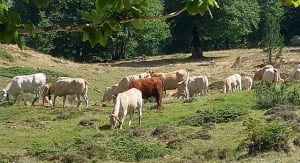 Rondje rond het meer van Bious-Artigues - Laruns - 23