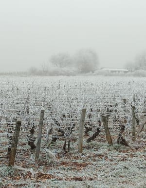 Randonnée Matinale - Marsannay-la-Côte - 2