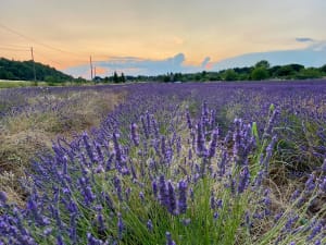 Charmes du sud, entre Apt et Saignon - Apt - 7