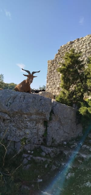 Kapel van Sainte-Maxime en prachtig uitzicht op de Gorges - Quinson - 10