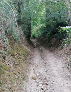 Thury-Harcourt et sa boucle de l'Orne - Thury-Harcourt - 20
