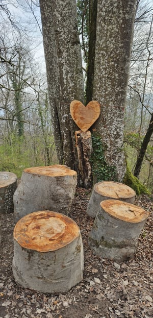 Notre-Dame d'Étang et forêt bourguignonne - La Cude - 29
