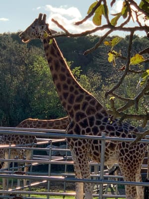 Les girafes par l'étangs de Bages - Peyriac-de-Mer - 16