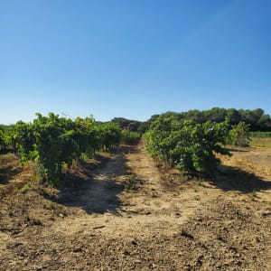 Balade entre vignes et autres cultures à Restinclières - Restinclières - 3