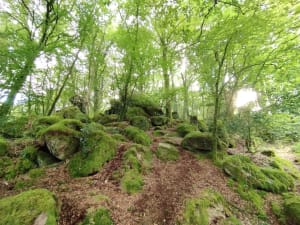 Bords de l'Aven, bois d'Amour et instants de contemplation - Pont-Aven - 14