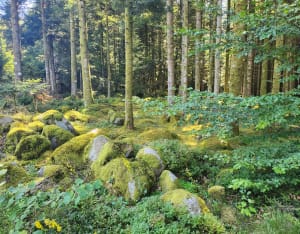 Le Champ de Roches par les Gouttelles - Arrentès-de-Corcieux - 7