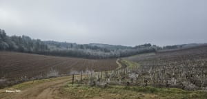 Cité millénaire de Vézelay et pays du bon vin - Vézelay - 4