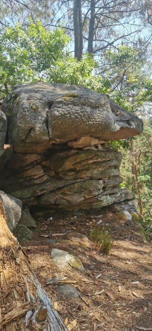 Points de vue et petite mare en forêt de Fontainebleau. - Fontainebleau - 18