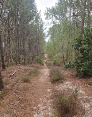 Réserve de la Maillouèyre : dunes, forêts et vues sur la mer - Emma - 10