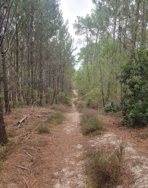 Réserve de la Maillouèyre : dunes, forêts et vues sur la mer - Emma - 11