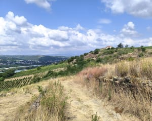 Seyssuel, château, vignes, vallée du Rhône - Laëtitia - 6