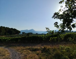 Balade autour de Mirabel Aux Baronnies - Mirabel-aux-Baronnies - 7