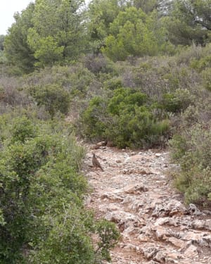 Sur les hauteurs de Simiane - Simiane-Collongue - 16