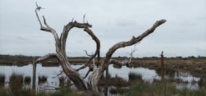 Locmariaquer, entre le golf et l'océan, par la pointe Kerpenhir - Locmariaquer - 39