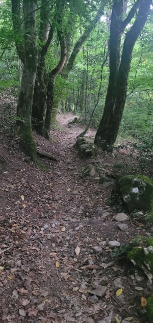 Balade en forêt et vue sur le lac d'Annecy - Annecy - 11