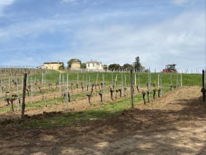Boucle de Saint-Caprais et évasion entre les vignes - Saint-Caprais-de-Bordeaux - 3