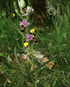 Découverte du causse corrézien et espèces rares - Chasteaux - 7