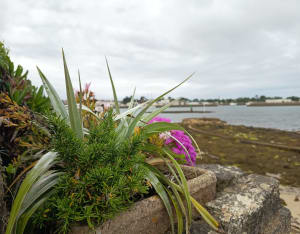 Tour l'île Tudy - Île-Tudy - 26