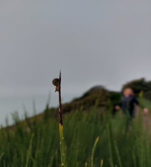 Promenade dans la vallée du Lude - Carolles - 54