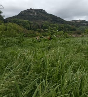 Collias la vire des chèvres - Collias - 13