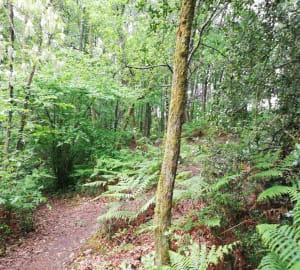 Bain de forêt et moment de détente autour de Caupian - Caupian, Saint-Médard-en-Jalles - 12